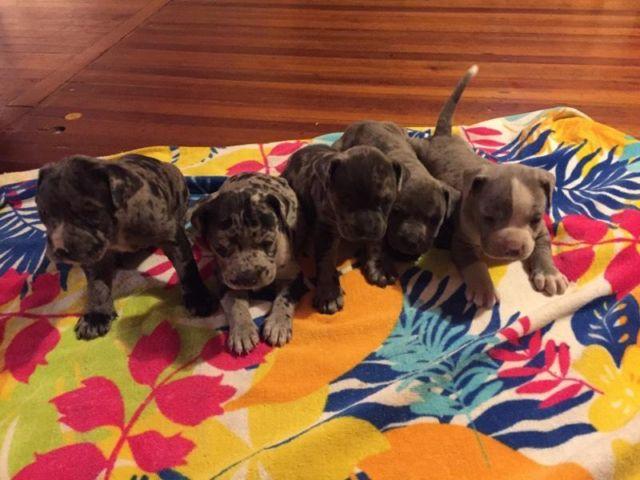 Merle Pit bull puppies for sale