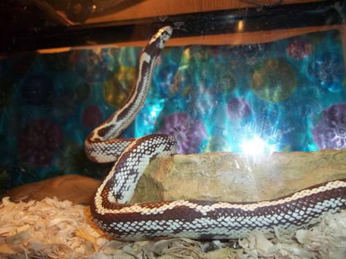 Mexican Black King Snake Juvie