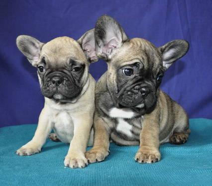 Mexican frenchies (beautiful Merle's)