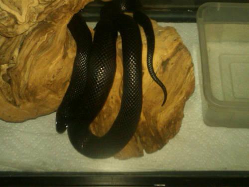 Mexican king snake