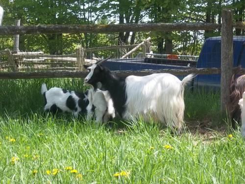 MGR Registered Fainting Goats