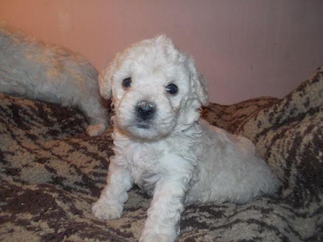 MINATURE POODLE PUPPIES ready 8th march