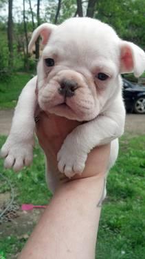 Mini bulldog (baby girl)