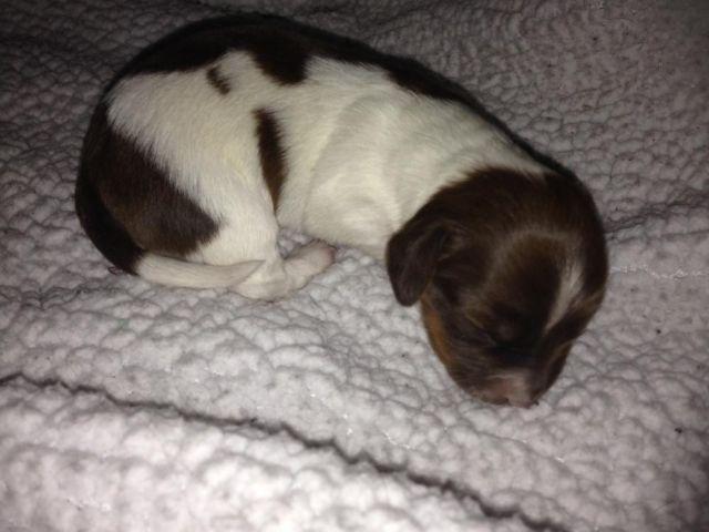 mini dachshund for adoption 12 days old