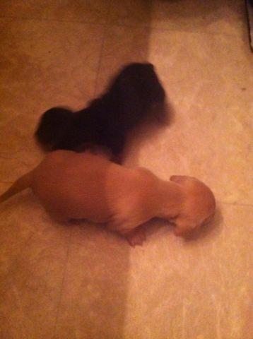 mini dachshund puppies black and tan and creme available both male