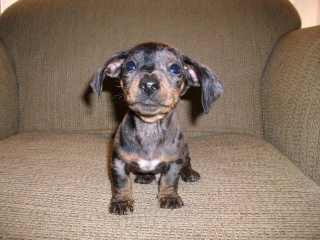 mini dachshund puppy... reduced