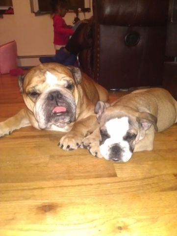 mini english bulldog puppy with dad package