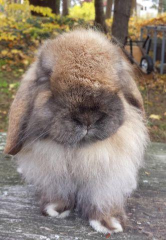 Mini - Lop - Sven - Medium - Baby - Male - Rabbit