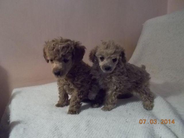 MINI POODLE GIRLS ready march 14