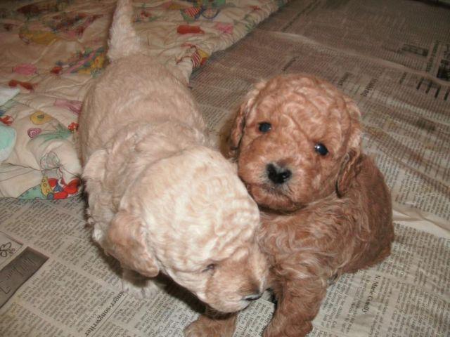 Mini Poodle pups