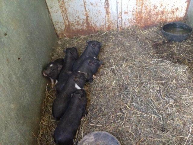 Mini potbelly pigs for sale