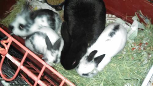 Mini Rex bunnies just in time for Christmas