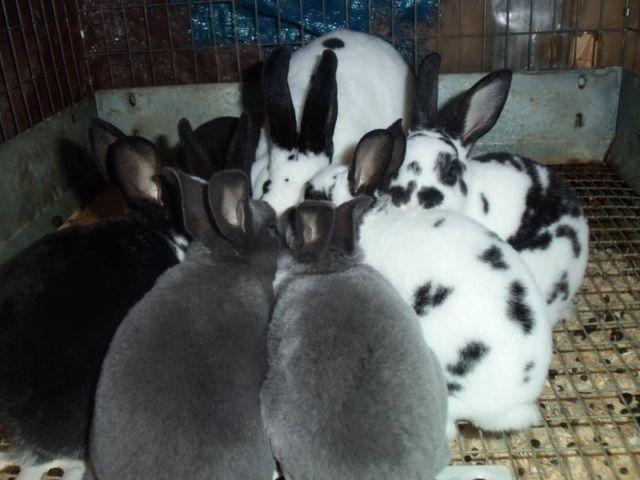 Mini Rex Rabbits FOR SALE