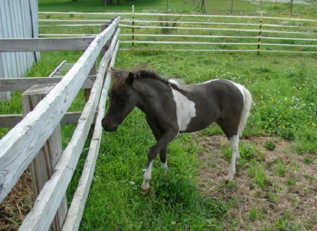Miniature Horse Foals ~ Mini Horse Foals ~ Registered & Unregistered
