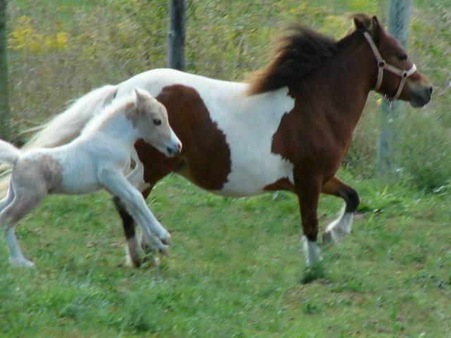Miniature Horse ~ Mini Horse ~ Flashy Pinto Bred Mare ~ AMHA-R / PTHA