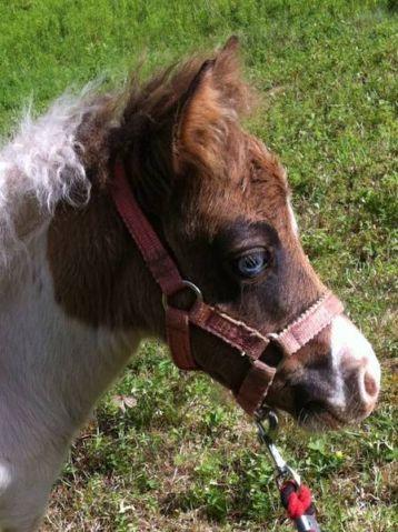 Miniature horse with blue eyes