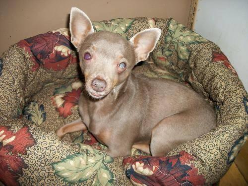 Miniature Pinscher - Foster Homes Neede - Small - Young - Female