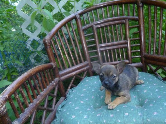 MINIATURE PINSCHER MIXED with CHIHUAHUA CUTE PUPPY 9 weeks