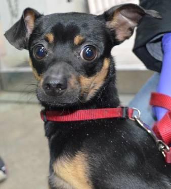 Miniature Pinscher - Sampson - Small - Young - Male - Dog