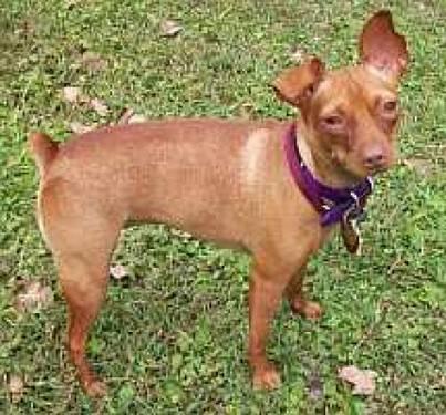 Miniature Pinscher - Solo - Small - Young - Female - Dog