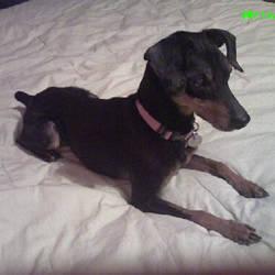 Miniature Pinscher - Sophia - Small - Young - Female - Dog