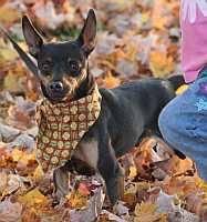 Miniature Pinscher - Toby - Small - Young - Male - Dog