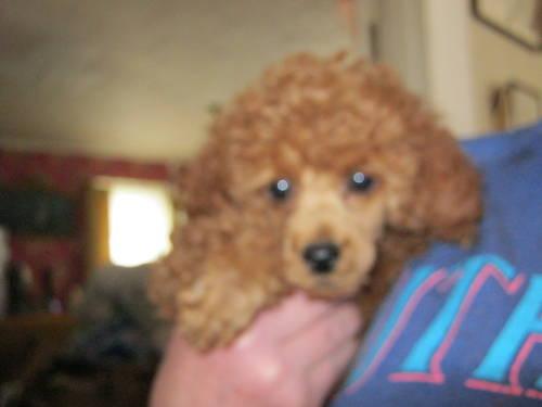 MINIATURE RED POODLES MALE AND FEMALE