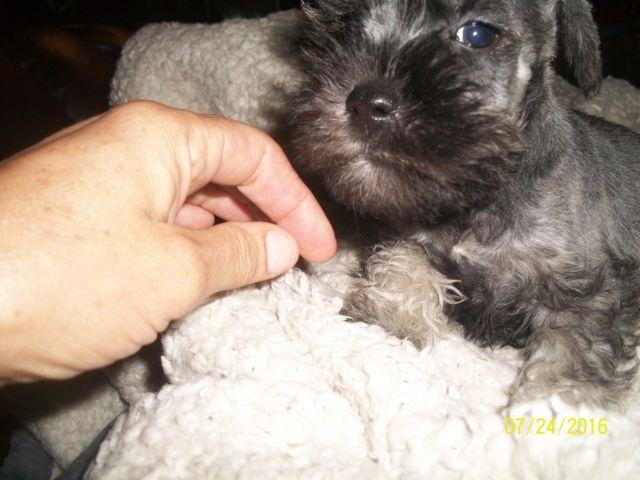 Miniature schnauzer Male puppy LAST ONE