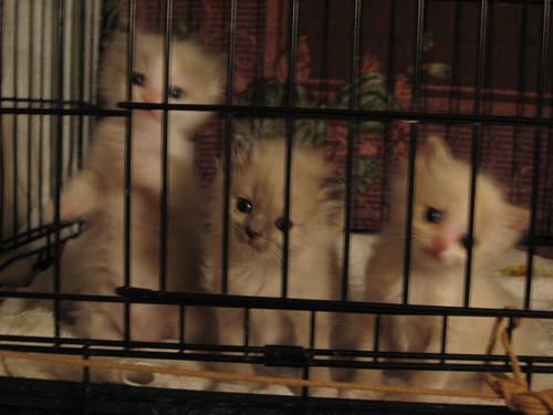 MINK Ragdoll Kittens for Sale