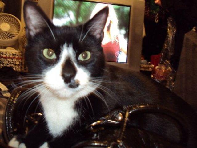 Missing Tuxedo Kitty with Distinctive Facial Fur Marking