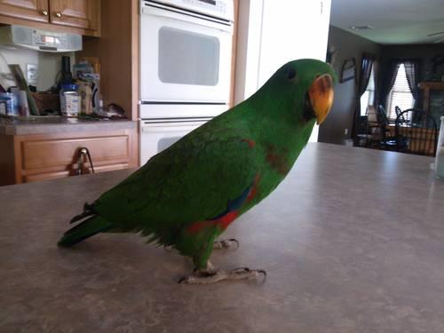 MITRED CONURE PARROT