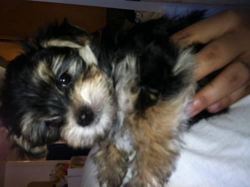 Morkie Female Ready to go to her new home this weekend!