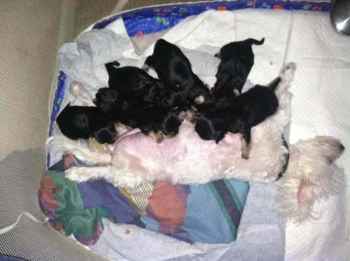 MORKIE PUPPIES ARE HERE