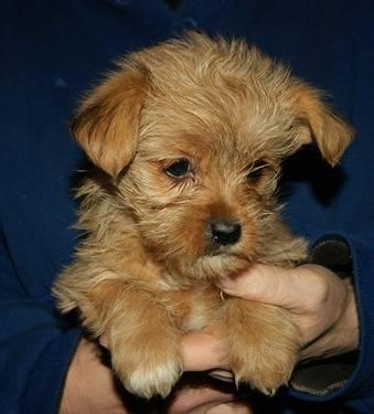 Morkie puppies born 9-14 ready to go this week !! great price !!