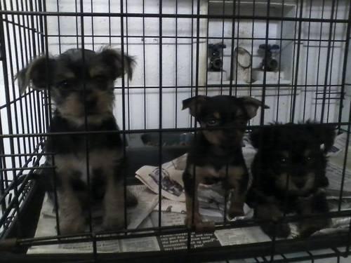 Morkie Yorkie Mix wanted