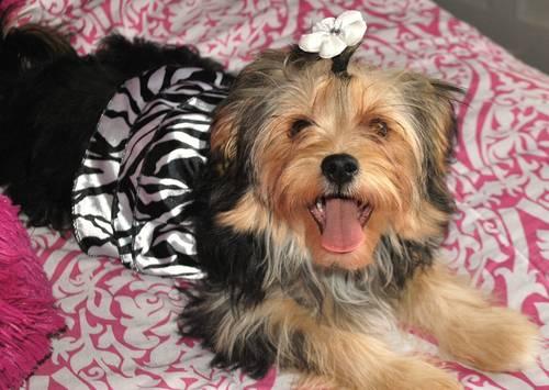 MOTHERS DAY SPECIAL ONLY TODAY Female YORKIE dob 11/13/12