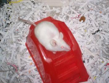 Mouse - Anisa - Small - Baby - Female - Small & Furry