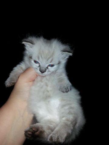Munchkin Kitten (shortlegged)