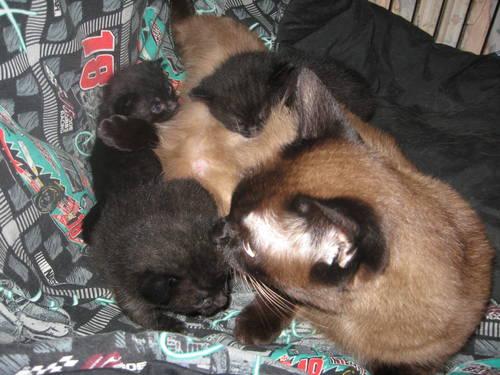 Munchkin kittens for adoption