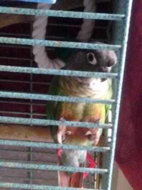 mustache parakeet 5 months old with a cage for sale