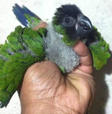 nanday conure babies