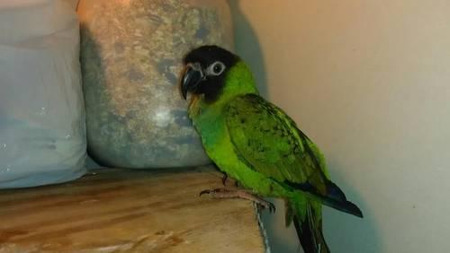 nanday conures