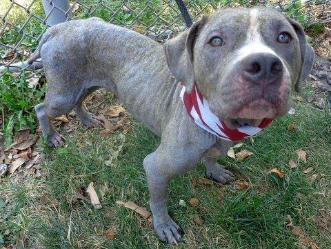 Neglected affectionate pittie pup Crotona in danger@NYC kill shelter
