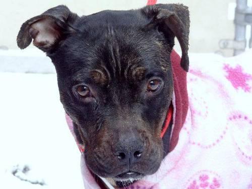 Neglected sweet pitbull Victoria in dangr@NYC kill shelter-seeks angel