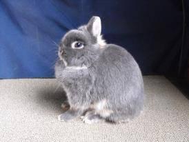 Netherland Dwarf Does available