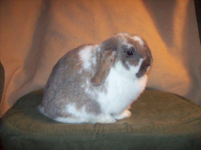 Netherland Dwarf - Ivy - Small - Young - Female - Rabbit