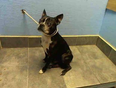 Neutered male chi Blue Boy in danger@Brklyn kill shelter-lived w/cats