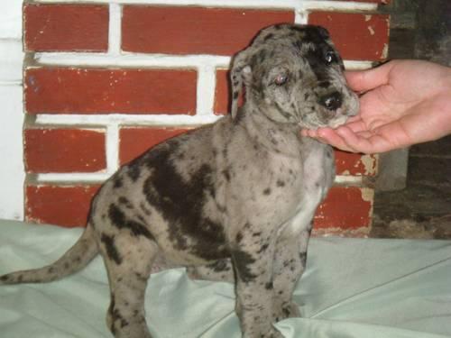 New litter Great Danes at Windom Hill Kennel