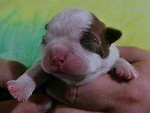 New litter of red n white Boston Terrier puppies