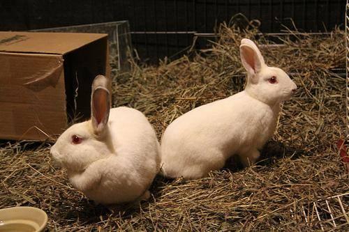 New Zealand - Lily - Large - Young - Female - Rabbit